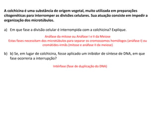 INTERFASE QUE PRECEDE A DIVISÃO
A colchicina é uma substância de origem vegetal, muito utilizada em preparações
citogenéticas para interromper as divisões celulares. Sua atuação consiste em impedir a
organização dos microtúbulos.
a) Em que fase a divisão celular é interrompida com a colchicina? Explique.
b) b) Se, em lugar de colchicina, fosse aplicado um inibidor de síntese de DNA, em que
fase ocorreria a interrupção?
Anáfase da mitose ou Anáfase I e II da Meiose
Estas fases necessitam dos microtúbulos para separar os cromossomos homólogos (anáfase I) ou
cromátides-irmãs (mitose e anáfase II da meiose)
Intérfase (fase de duplicação do DNA)
 