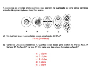 INTERFASE QUE PRECEDE A DIVISÃO
Fase A (intérfase)
a) 2 cópias
b) 2 cópias
c) 2 cópias
d) 1 cópia
e) 1 cópia
 
