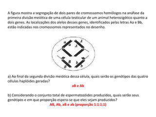 INTERFASE QUE PRECEDE A DIVISÃO
A figura mostra a segregação de dois pares de cromossomos homólogos na anáfase da
primeira divisão meiótica de uma célula testicular de um animal heterozigótico quanto a
dois genes. As localizações dos alelos desses genes, identificados pelas letras Aa e Bb,
estão indicadas nos cromossomos representados no desenho.
a) Ao final da segunda divisão meiótica dessa célula, quais serão os genótipos das quatro
células haplóides geradas?
aB e Ab
b) Considerando o conjunto total de espermatozóides produzidos, quais serão seus
genótipos e em que proporção espera-se que eles sejam produzidos?
AB, Ab, aB e ab (proporção 1:1:1:1)
 
