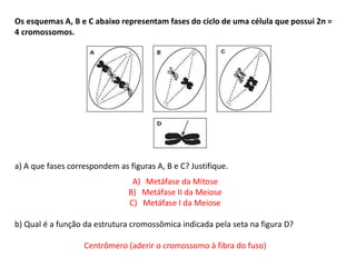 INTERFASE QUE PRECEDE A DIVISÃO
Os esquemas A, B e C abaixo representam fases do ciclo de uma célula que possui 2n =
4 cromossomos.
a) A que fases correspondem as figuras A, B e C? Justifique.
A) Metáfase da Mitose
B) Metáfase II da Meiose
C) Metáfase I da Meiose
b) Qual é a função da estrutura cromossômica indicada pela seta na figura D?
Centrômero (aderir o cromossomo à fibra do fuso)
 