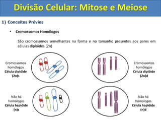 1) Conceitos Prévios
• Cromossomos Homólogos
São cromossomos semelhantes na forma e no tamanho presentes aos pares em
células diplóides (2n)
Cromossomos
homólogos
Célula diplóide
(2n)s
Cromossomos
homólogos
Célula diplóide
(2n)d
Não há
homólogos
Célula haplóide
(n)d
Não há
homólogos
Célula haplóide
(n)s
Divisão Celular: Mitose e Meiose
 