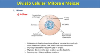 2) Mitose
a) Prófase
1. DNA desespiralizado disposto na célula de maneira desorganizada.
2. Início da espiralização do DNA para formar os cromossomos.
3. Duplicação dos centríolos (formação do 2º par).
4. Migração dos centríolos para os pólos opostos da célula.
5. Rompimento e degeneração da carioteca.
Divisão Celular: Mitose e Meiose
Divisão Celular: Mitose e Meiose
 