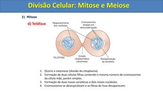 2) Mitose
d) Telófase
1. Ocorre a citocinese (divisão do citoplasma)
2. Formação de duas células filhas contendo o mesmo número de cromossomos
da célula mãe, porém simples.
3. Formação de duas novas cariotecas e dois novos nucléolos.
4. Cromossomos se desespiralizam e as fibras do fuso desaparecem.
Divisão Celular: Mitose e Meiose
Divisão Celular: Mitose e Meiose
 