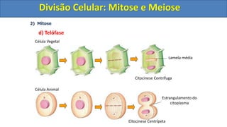 2) Mitose
d) Telófase
Célula Animal
Célula Vegetal
Citocinese Centrífuga
Citocinese Centrípeta
Lamela média
Estrangulamento do
citoplasma
Divisão Celular: Mitose e Meiose
Divisão Celular: Mitose e Meiose
 