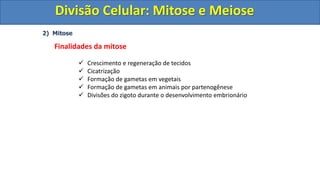 2) Mitose
Finalidades da mitose
 Crescimento e regeneração de tecidos
 Cicatrização
 Formação de gametas em vegetais
 Formação de gametas em animais por partenogênese
 Divisões do zigoto durante o desenvolvimento embrionário
Divisão Celular: Mitose e Meiose
Divisão Celular: Mitose e Meiose
 
