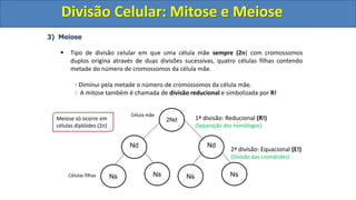 3) Meiose
 Tipo de divisão celular em que uma célula mãe sempre (2n) com cromossomos
duplos origina através de duas divisões sucessivas, quatro células filhas contendo
metade do número de cromossomos da célula mãe.
Diminui pela metade o número de cromossomos da célula mãe.
A mitose também é chamada de divisão reducional e simbolizada por R!
2Nd
Célula mãe
Células filhas Ns Ns
Nd
Ns Ns
Nd
Meiose só ocorre em
células diplóides (2n)
1ª divisão: Reducional (R!)
(Separação dos homólogos)
2ª divisão: Equacional (E!)
(Divisão das cromátides)
Divisão Celular: Mitose e Meiose
Divisão Celular: Mitose e Meiose
 