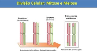 Cromossomos homólogos duplicados e pareados Resultado das permutações
Paquíteno
(tétrade/bivalente)
Diplóteno
(Quiasmas)
Cromossomos
modificados
Divisão Celular: Mitose e Meiose
Divisão Celular: Mitose e Meiose
 