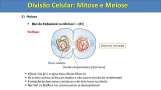3) Meiose
 Divisão Reducional ou Meiose I – (R!)
Telófase I
 Célula mãe (2n) origina duas células filhas (n)
 Os cromossomos continuam duplos e não ocorre divisão do centrômero!
 Formação de duas novas cariotecas e de dois novos nucléolos.
 No final da Telófase I os cromossomos se desespiralizam
Divisão citoplasmática (citocinese)
Novos núcleos
Citocinese Centrípeta
Divisão Celular: Mitose e Meiose
Divisão Celular: Mitose e Meiose
 