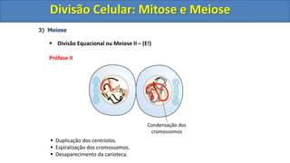 3) Meiose
 Divisão Equacional ou Meiose II – (E!)
Prófase II
 Duplicação dos centríolos.
 Espiralização dos cromossomos.
 Desaparecimento da carioteca.
Condensação dos
cromossomos
Divisão Celular: Mitose e Meiose
Divisão Celular: Mitose e Meiose
 