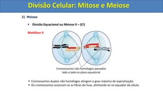 3) Meiose
 Divisão Equacional ou Meiose II – (E!)
Metáfase II
 Cromossomos duplos não homólogos atingem o grau máximo de espiralização.
 Os cromossomos associam-se as fibras do fuso, alinhando-se no equador da célula.
Cromossomos não homólogos pareados
lado a lado na placa equatorial
Divisão Celular: Mitose e Meiose
Divisão Celular: Mitose e Meiose
 