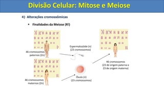 4) Alterações cromossômicas
 Finalidades da Meiose (R!)
46 cromossomos
paternos (2n)
46 cromossomos
maternos (2n)
Espermatozóide (n)
(23 cromossomos)
Óvulo (n)
(23 cromossomos)
46 cromossomos
(23 de origem paterna e
23 de origem materna)
Divisão Celular: Mitose e Meiose
Divisão Celular: Mitose e Meiose
 