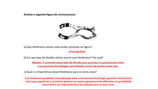 INTERFASE QUE PRECEDE A DIVISÃO
Analise a seguinte figura de cromossomos:
a) Que fenômeno celular está sendo mostrado na figura?
b) Em que tipo de divisão celular ocorre esse fenômeno? Por quê?
c) Qual é a importância desse fenômeno para os seres vivos?
Crossing Over
Meiose. É somente nesse tipo de divisão que acontece o pareamento entre
cromossomos homólogos, permitindo a troca de partes entre eles.
Esse fenômeno possibilita a recombinação entre cromossomos homólogos, gerando cromossomos
com novas seqüências e, portanto, gametas ou esporos geneticamente diferentes. A variabilidade
decorrente é um importante fator de evolução para os seres vivos.
 