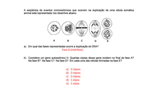 INTERFASE QUE PRECEDE A DIVISÃO
Fase A (intérfase)
a) 2 cópias
b) 2 cópias
c) 2 cópias
d) 1 cópia
e) 1 cópia
 