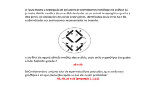 INTERFASE QUE PRECEDE A DIVISÃO
A figura mostra a segregação de dois pares de cromossomos homólogos na anáfase da
primeira divisão meiótica de uma célula testicular de um animal heterozigótico quanto a
dois genes. As localizações dos alelos desses genes, identificados pelas letras Aa e Bb,
estão indicadas nos cromossomos representados no desenho.
a) Ao final da segunda divisão meiótica dessa célula, quais serão os genótipos das quatro
células haplóides geradas?
aB e Ab
b) Considerando o conjunto total de espermatozóides produzidos, quais serão seus
genótipos e em que proporção espera-se que eles sejam produzidos?
AB, Ab, aB e ab (proporção 1:1:1:1)
 