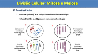1) Conceitos Prévios
• Células Haplóides (C e D) não possuem cromossomos homólogos
• Células Diplóides (A e B) possuem cromossomos homólogos
Cromossomos
homólogos
Célula diplóide
(2n)s
Cromossomos
homólogos
Célula diplóide
(2n)d
Não há
homólogos
Célula haplóide
(n)d
Não há
homólogos
Célula haplóide
(n)s
A B
C
D
Divisão Celular: Mitose e Meiose
Divisão Celular: Mitose e Meiose
 
