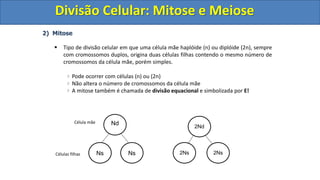 2) Mitose
 Tipo de divisão celular em que uma célula mãe haplóide (n) ou diplóide (2n), sempre
com cromossomos duplos, origina duas células filhas contendo o mesmo número de
cromossomos da célula mãe, porém simples.
Pode ocorrer com células (n) ou (2n)
Não altera o número de cromossomos da célula mãe
A mitose também é chamada de divisão equacional e simbolizada por E!
Nd
Ns Ns
2Nd
2Ns 2Ns
Célula mãe
Células filhas
Divisão Celular: Mitose e Meiose
Divisão Celular: Mitose e Meiose
 