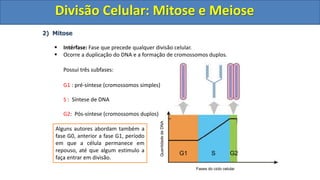2) Mitose
 Intérfase: Fase que precede qualquer divisão celular.
 Ocorre a duplicação do DNA e a formação de cromossomos duplos.
Possui três subfases:
G1 : pré-síntese (cromossomos simples)
S : Síntese de DNA
G2: Pós-síntese (cromossomos duplos)
Quantidade
de
DNA
Fases do ciclo celular
G1 S G2
Alguns autores abordam também a
fase G0, anterior a fase G1, período
em que a célula permanece em
repouso, até que algum estímulo a
faça entrar em divisão.
Divisão Celular: Mitose e Meiose
Divisão Celular: Mitose e Meiose
 