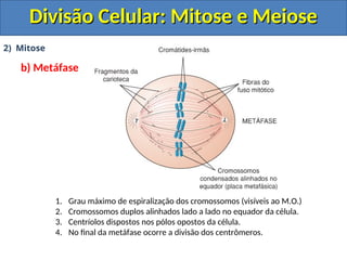 2) Mitose
b) Metáfase
1. Grau máximo de espiralização dos cromossomos (visíveis ao M.O.)
2. Cromossomos duplos alinhados lado a lado no equador da célula.
3. Centríolos dispostos nos pólos opostos da célula.
4. No final da metáfase ocorre a divisão dos centrômeros.
Divisão Celular: Mitose e Meiose
Divisão Celular: Mitose e Meiose
 