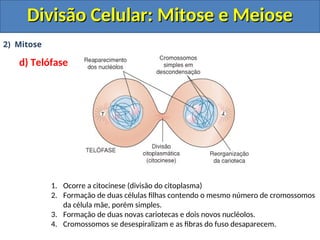 2) Mitose
d) Telófase
1. Ocorre a citocinese (divisão do citoplasma)
2. Formação de duas células filhas contendo o mesmo número de cromossomos
da célula mãe, porém simples.
3. Formação de duas novas cariotecas e dois novos nucléolos.
4. Cromossomos se desespiralizam e as fibras do fuso desaparecem.
Divisão Celular: Mitose e Meiose
Divisão Celular: Mitose e Meiose
 