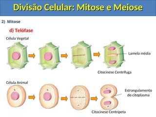 2) Mitose
d) Telófase
Célula Animal
Célula Vegetal
Citocinese Centrífuga
Citocinese Centrípeta
Lamela média
Estrangulamento
do citoplasma
Divisão Celular: Mitose e Meiose
Divisão Celular: Mitose e Meiose
 