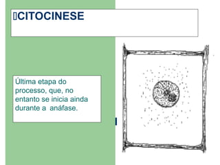 CITOCINESE
Última etapa do
processo, que, no
entanto se inicia ainda
durante aanáfase.
 