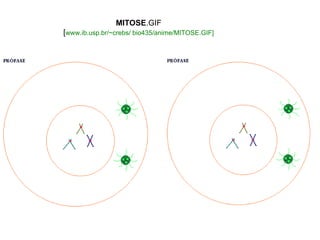 MITOSE.GIF
[www.ib.usp.br/~crebs/ bio435/anime/MITOSE.GIF]
 