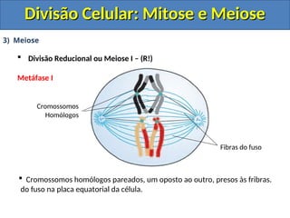 3) Meiose
 Divisão Reducional ou Meiose I – (R!)
Metáfase I
Cromossomos
Homólogos
Fibras do fuso
 Cromossomos homólogos pareados, um oposto ao outro, presos às fribras.
do fuso na placa equatorial da célula.
Divisão Celular: Mitose e Meiose
Divisão Celular: Mitose e Meiose
 