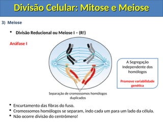 3) Meiose
 Divisão Reducional ou Meiose I – (R!)
Anáfase I
 Encurtamento das fibras do fuso.
 Cromossomos homólogos se separam, indo cada um para um lado da célula.
 Não ocorre divisão do centrômero!
Separação de cromossomos homólogos
duplicados
A Segregação
Independente dos
homólogos
Promove variabilidade
genética
Divisão Celular: Mitose e Meiose
Divisão Celular: Mitose e Meiose
 