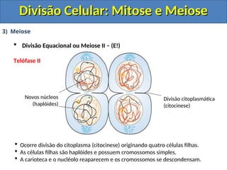 3) Meiose
 Divisão Equacional ou Meiose II – (E!)
Telófase II
 Ocorre divisão do citoplasma (citocinese) originando quatro células filhas.
 As células filhas são haplóides e possuem cromossomos simples.
 A carioteca e o nucléolo reaparecem e os cromossomos se descondensam.
Novos núcleos
(haplóides)
Divisão citoplasmática
(citocinese)
Divisão Celular: Mitose e Meiose
Divisão Celular: Mitose e Meiose
 