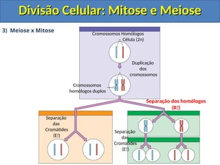 Cromossomos Homólogos
Célula (2n)
Duplicação
dos
cromossomos
Cromossomos
homólogos duplos
Separação dos homólogos
(R!)
Separação
das
Cromátides
(E!)
3) Meiose x Mitose
Separação
das
Cromátides
(E!)
Divisão Celular: Mitose e Meiose
Divisão Celular: Mitose e Meiose
 