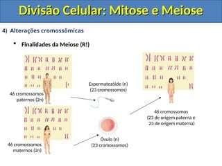 4) Alterações cromossômicas
 Finalidades da Meiose (R!)
46 cromossomos
paternos (2n)
46 cromossomos
maternos (2n)
Espermatozóide (n)
(23 cromossomos)
Óvulo (n)
(23 cromossomos)
46 cromossomos
(23 de origem paterna e
23 de origem materna)
Divisão Celular: Mitose e Meiose
Divisão Celular: Mitose e Meiose
 