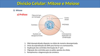 2) Mitose
a) Prófase
1. DNA desespiralizado disposto na célula de maneira desorganizada.
2. Início da espiralização do DNA para formar os cromossomos.
3. Duplicação dos centríolos (formação do 2º par).
4. Migração dos centríolos para os pólos opostos da célula.
5. Rompimento e degeneração da carioteca.
Divisão Celular: Mitose e Meiose
Divisão Celular: Mitose e Meiose
Divisão Celular: Mitose e Meiose
Divisão Celular: Mitose e Meiose
 