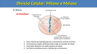 2) Mitose
b) Metáfase
1. Grau máximo de espiralização dos cromossomos (visíveis ao M.O.)
2. Cromossomos duplos alinhados lado a lado no equador da célula.
3. Centríolos dispostos nos pólos opostos da célula.
4. No final da metáfase ocorre a divisão dos centrômeros.
Divisão Celular: Mitose e Meiose
Divisão Celular: Mitose e Meiose
Divisão Celular: Mitose e Meiose
Divisão Celular: Mitose e Meiose
 