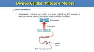 1) Conceitos Prévios
• Cromossomo: Estrutura que contém uma longa molécula de DNA associada a
proteínas histonas, visível ao microscópio óptico em células metafásicas.
Proteína
histona
Condensação
Cromossomo
DNA
Divisão Celular: Mitose e Meiose
Divisão Celular: Mitose e Meiose
 