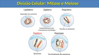 Leptóteno
Separação dos centríolos
Zigóteno
Emparelhamento dos
cromossomos homólogos
Tétrades ou bivalentes
Paquíteno
Quiasmas
Diplóteno
Terminalização dos quiasmas
Diacinese
Divisão Celular: Mitose e Meiose
Divisão Celular: Mitose e Meiose
Divisão Celular: Mitose e Meiose
Divisão Celular: Mitose e Meiose
 