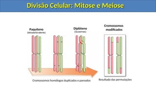 Cromossomos homólogos duplicados e pareados Resultado das permutações
Paquíteno
(tétrade/bivalente)
Diplóteno
(Quiasmas)
Cromossomos
modificados
Divisão Celular: Mitose e Meiose
Divisão Celular: Mitose e Meiose
Divisão Celular: Mitose e Meiose
Divisão Celular: Mitose e Meiose
 