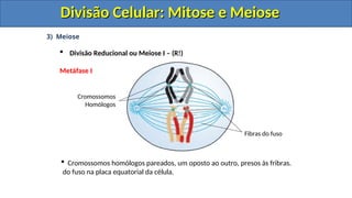 3) Meiose
 Divisão Reducional ou Meiose I – (R!)
Metáfase I
Cromossomos
Homólogos
Fibras do fuso
 Cromossomos homólogos pareados, um oposto ao outro, presos às fribras.
do fuso na placa equatorial da célula.
Divisão Celular: Mitose e Meiose
Divisão Celular: Mitose e Meiose
Divisão Celular: Mitose e Meiose
Divisão Celular: Mitose e Meiose
 