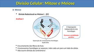 3) Meiose
 Divisão Reducional ou Meiose I – (R!)
Anáfase I
 Encurtamento das fibras do fuso.
 Cromossomos homólogos se separam, indo cada um para um lado da célula.
 Não ocorre divisão do centrômero!
Separação de cromossomos homólogos
duplicados
A Segregação
Independente dos
homólogos
Promove variabilidade
genética
Divisão Celular: Mitose e Meiose
Divisão Celular: Mitose e Meiose
Divisão Celular: Mitose e Meiose
Divisão Celular: Mitose e Meiose
 