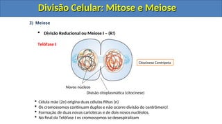 3) Meiose
 Divisão Reducional ou Meiose I – (R!)
Telófase I
 Célula mãe (2n) origina duas células filhas (n)
 Os cromossomos continuam duplos e não ocorre divisão do centrômero!
 Formação de duas novas cariotecas e de dois novos nucléolos.
 No final da Telófase I os cromossomos se desespiralizam
Divisão citoplasmática (citocinese)
Novos núcleos
Citocinese Centrípeta
Divisão Celular: Mitose e Meiose
Divisão Celular: Mitose e Meiose
Divisão Celular: Mitose e Meiose
Divisão Celular: Mitose e Meiose
 