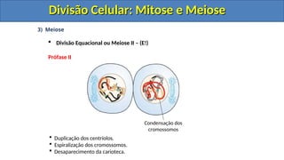 3) Meiose
 Divisão Equacional ou Meiose II – (E!)
Prófase II
 Duplicação dos centríolos.
 Espiralização dos cromossomos.
 Desaparecimento da carioteca.
Condensação dos
cromossomos
Divisão Celular: Mitose e Meiose
Divisão Celular: Mitose e Meiose
Divisão Celular: Mitose e Meiose
Divisão Celular: Mitose e Meiose
 