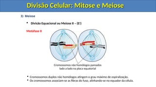 3) Meiose
 Divisão Equacional ou Meiose II – (E!)
Metáfase II
 Cromossomos duplos não homólogos atingem o grau máximo de espiralização.
 Os cromossomos associam-se as fibras do fuso, alinhando-se no equador da célula.
Cromossomos não homólogos pareados
lado a lado na placa equatorial
Divisão Celular: Mitose e Meiose
Divisão Celular: Mitose e Meiose
Divisão Celular: Mitose e Meiose
Divisão Celular: Mitose e Meiose
 