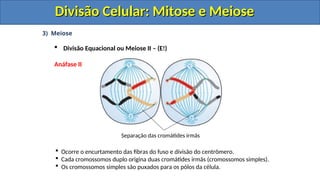 3) Meiose
 Divisão Equacional ou Meiose II – (E!)
Anáfase II
 Ocorre o encurtamento das fibras do fuso e divisão do centrômero.
 Cada cromossomos duplo origina duas cromátides irmãs (cromossomos simples).
 Os cromossomos simples são puxados para os pólos da célula.
Separação das cromátides irmãs
Divisão Celular: Mitose e Meiose
Divisão Celular: Mitose e Meiose
Divisão Celular: Mitose e Meiose
Divisão Celular: Mitose e Meiose
 