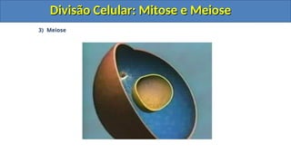 3) Meiose
Divisão Celular: Mitose e Meiose
Divisão Celular: Mitose e Meiose
Divisão Celular: Mitose e Meiose
Divisão Celular: Mitose e Meiose
 