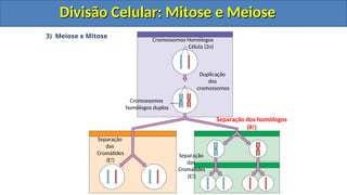 Cromossomos Homólogos
Célula (2n)
Duplicação
dos
cromossomos
Cromossomos
homólogos duplos
Separação dos homólogos
(R!)
Separação
das
Cromátides
(E!)
3) Meiose x Mitose
Separação
das
Cromátides
(E!)
Divisão Celular: Mitose e Meiose
Divisão Celular: Mitose e Meiose
Divisão Celular: Mitose e Meiose
Divisão Celular: Mitose e Meiose
 
