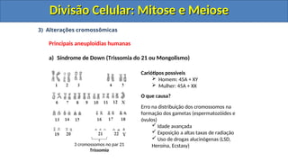 3) Alterações cromossômicas
Principais aneuploidias humanas
a) Síndrome de Down (Trissomia do 21 ou Mongolismo)
3 cromossomos no par 21
Trissomia
Cariótipos possíveis
 Homem: 45A + XY
 Mulher: 45A + XX
O que causa?
Erro na distribuição dos cromossomos na
formação dos gametas (espermatozóides e
óvulos)
 Idade avançada
 Exposição a altas taxas de radiação
 Uso de drogas alucinógenas (LSD,
Heroína, Ecstasy)
Divisão Celular: Mitose e Meiose
Divisão Celular: Mitose e Meiose
Divisão Celular: Mitose e Meiose
Divisão Celular: Mitose e Meiose
 