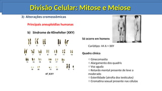 3) Alterações cromossômicas
Principais aneuploidias humanas
b) Síndrome de Klinefelter (XXY)
Só ocorre em homens
Cariótipo: 44 A + XXY
Quadro clínico
o Ginecomastia
o Alargamento dos quadris
o Voz aguda
o Retardo mental presente de leve a
moderado
o Esterilidade (atrofia dos testículos)
o Cromatina sexual presente nas células
Divisão Celular: Mitose e Meiose
Divisão Celular: Mitose e Meiose
Divisão Celular: Mitose e Meiose
Divisão Celular: Mitose e Meiose
Divisão Celular: Mitose e Meiose
Divisão Celular: Mitose e Meiose
 