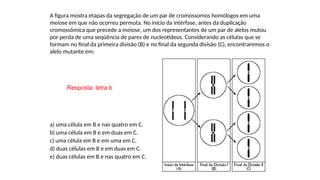 INTERFASE QUE PRECEDE A DIVISÃO
A figura mostra etapas da segregação de um par de cromossomos homólogos em uma
meiose em que não ocorreu permuta. No início da intérfase, antes da duplicação
cromossômica que precede a meiose, um dos representantes de um par de alelos mutou
por perda de uma seqüência de pares de nucleotídeos. Considerando as células que se
formam no final da primeira divisão (B) e no final da segunda divisão (C), encontraremos o
alelo mutante em:
a) uma célula em B e nas quatro em C.
b) uma célula em B e em duas em C.
c) uma célula em B e em uma em C.
d) duas células em B e em duas em C.
e) duas células em B e nas quatro em C.
Resposta: letra b
 