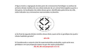 INTERFASE QUE PRECEDE A DIVISÃO
A figura mostra a segregação de dois pares de cromossomos homólogos na anáfase da
primeira divisão meiótica de uma célula testicular de um animal heterozigótico quanto a
dois genes. As localizações dos alelos desses genes, identificados pelas letras Aa e Bb,
estão indicadas nos cromossomos representados no desenho.
a) Ao final da segunda divisão meiótica dessa célula, quais serão os genótipos das quatro
células haplóides geradas?
aB e Ab
b) Considerando o conjunto total de espermatozóides produzidos, quais serão seus
genótipos e em que proporção espera-se que eles sejam produzidos?
AB, Ab, aB e ab (proporção 1:1:1:1)
 
