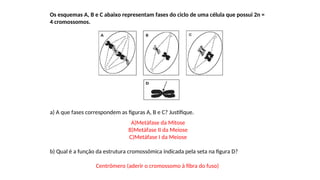 INTERFASE QUE PRECEDE A DIVISÃO
Os esquemas A, B e C abaixo representam fases do ciclo de uma célula que possui 2n =
4 cromossomos.
a) A que fases correspondem as figuras A, B e C? Justifique.
A)Metáfase da Mitose
B)Metáfase II da Meiose
C)Metáfase I da Meiose
b) Qual é a função da estrutura cromossômica indicada pela seta na figura D?
Centrômero (aderir o cromossomo à fibra do fuso)
 