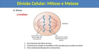 2) Mitose
c) Anáfase
1. Encurtamento das fibras do fuso.
2. Cromossomos simples (cromátides irmãs) puxadas para os pólos da célula.
3. Início da desespiralização dos cromossomos.
Divisão Celular: Mitose e Meiose
Divisão Celular: Mitose e Meiose
 